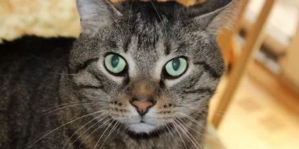 Възможно ли е да намажете зелените котки боя - Съвети
