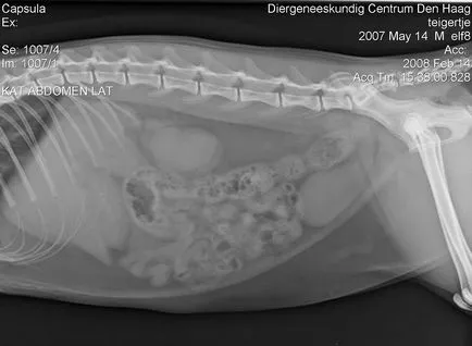 RMN-ul a intestinului și a stomacului, care arată preț, recenzii, fotografii