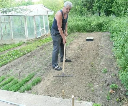 Cât de departe pentru a planta castraveți