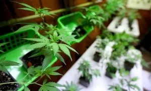 Tânărul în subsolul unei case apartament în Ogre a crescut de marijuana