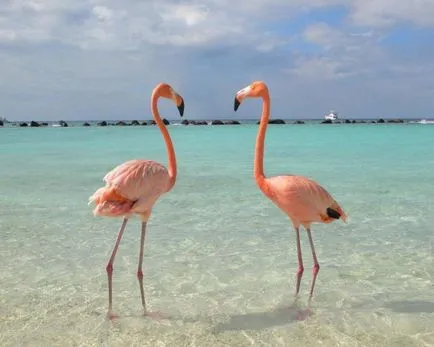 Fascinanta pasăre flamingo frumoasă ca o sursă de inspirație - Masters Fair - Mână