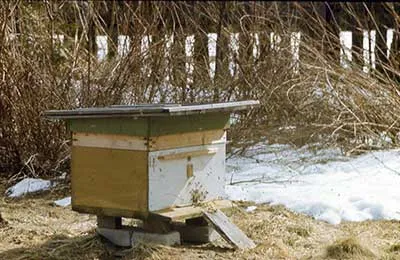 A magazin „Méhészeti” - gondozó méhek kora tavasszal