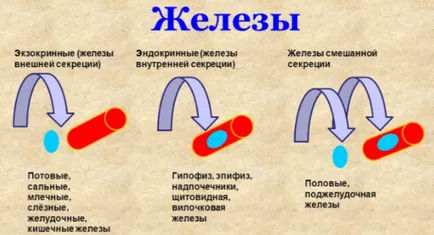 Vegyes mirigy és belső elválasztású emberi - mi