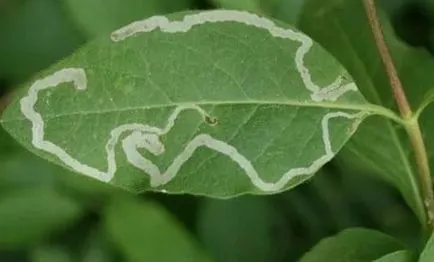 reguli de plantare și îngrijire Honeysuckle