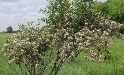 reguli de plantare și îngrijire Honeysuckle