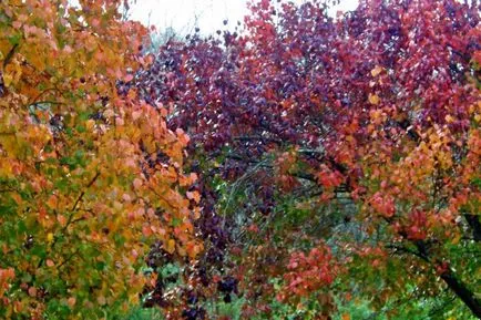 Harvest - egy ünnep a szüreti fesztivál a templomban