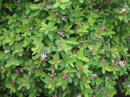 îngrijire Honeysuckle, cultivare, fotografie de plantare