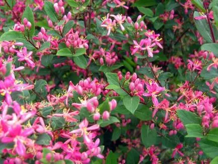 îngrijire Honeysuckle, cultivare, fotografie de plantare