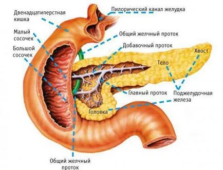 Vegyes mirigy és belső elválasztású emberi - mi