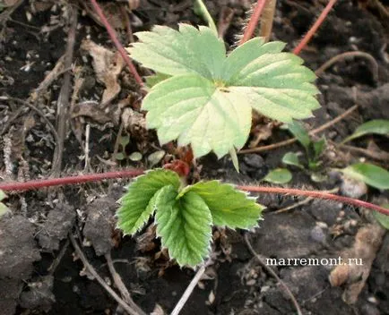 căpșuni remontant - nuanțele de cultivare și îngrijire