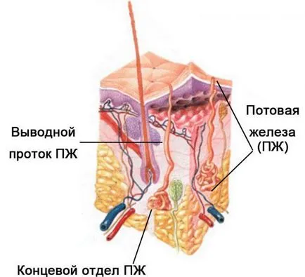 Vegyes mirigy és belső elválasztású emberi - mi