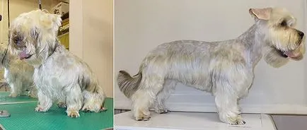 Pet szőrtelenítés szolgáltatások - kutya-haver - a Frunze kerület St. Petersburg