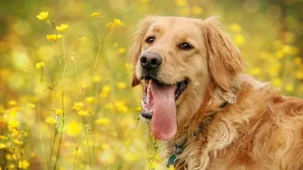 10-те най приятелски породи кучета