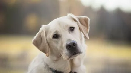 10 rase de câini mai prietenos, revista on-line pozitiv