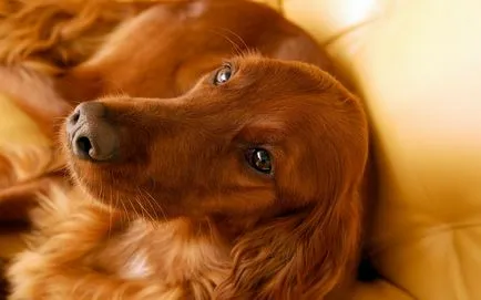 10-те най приятелски породи кучета, положителен онлайн списание