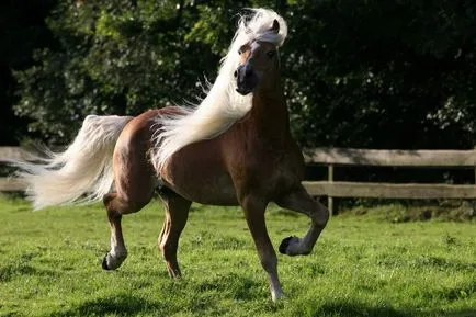 10 Когнитивни факти за коне