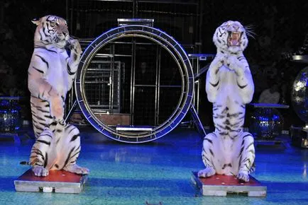 10 най-добри циркове в света