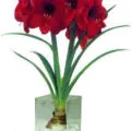 flori Amaryllis care nu fac acest lucru