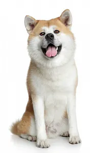 Akita Inu - o descriere a fotografiei rasa, natura, dimensiunea, de îngrijire, pret