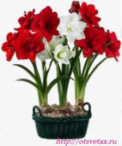 flori Amaryllis care nu fac acest lucru