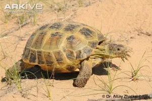 Agrionemys horsfieldii (közép-ázsiai sztyeppék teknős) - Minden a teknősök