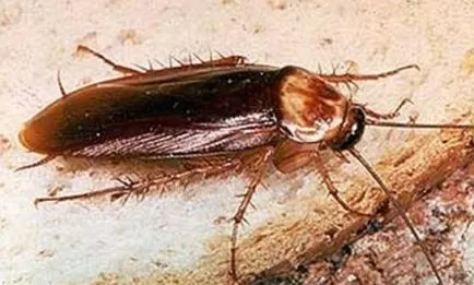 gândacul de bucătărie american - cum să scape de parazit