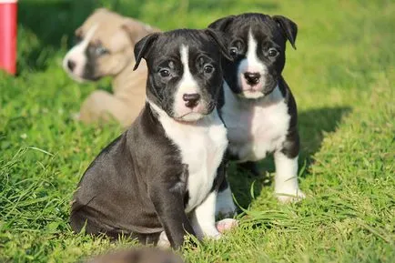 American Staffordshire Terrier fotografie arata ca pui si adulti câini rasa Amstaff