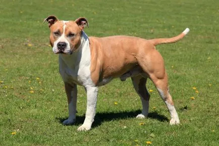 American Staffordshire Terrier fotografie arata ca pui si adulti câini rasa Amstaff