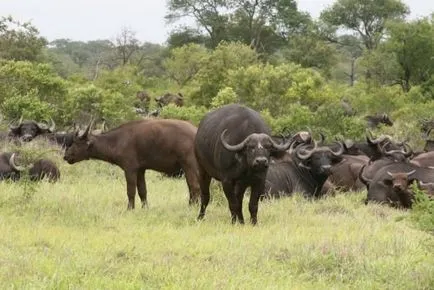 bivol african sau negru (latină: