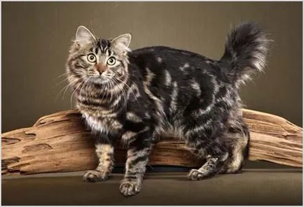 American Bobtail macska fotók, videók, ár, fajta leírás