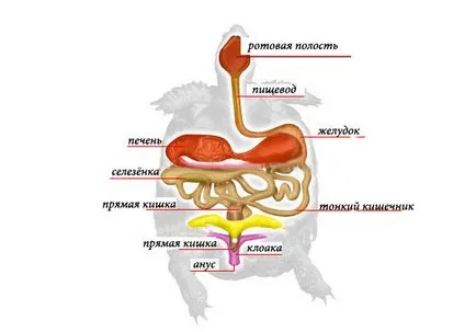 Анатомия на костенурки - Информация за костенурки и костенурки