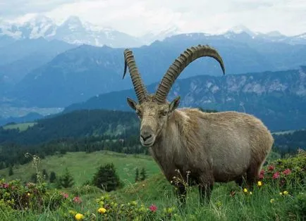 Altai Reserve - a csúcspontja az Altáj terület