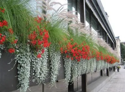 Basket numele de plante, origine, înflorit, grădină, acasă (20 poze)