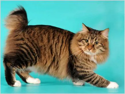 Американските бобтейл котка снимки, видео, цена, порода описание