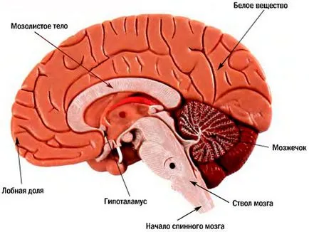 Alcoolul si navele ale creierului efectele alcoolului asupra creierului