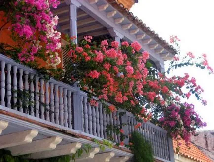 Basket numele de plante, origine, înflorit, grădină, acasă (20 poze)