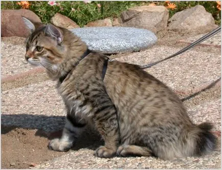Американските бобтейл котка снимки, видео, цена, порода описание
