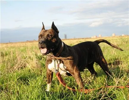 American Staffordshire Terrier fotografie arata ca pui si adulti câini rasa Amstaff