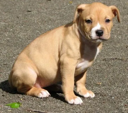 American Staffordshire Terrier fotografie arata ca pui si adulti câini rasa Amstaff