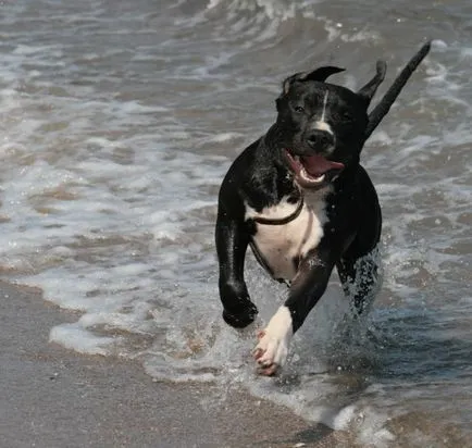 American Staffordshire Terrier fotografie arata ca pui si adulti câini rasa Amstaff