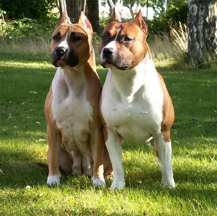 American Staffordshire Terrier fotografie arata ca pui si adulti câini rasa Amstaff