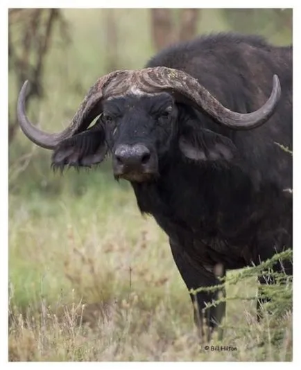 Африкански или черен бивол (на латински: