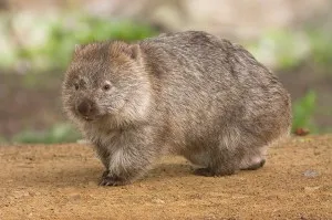 poveste australian ca un cangur a apărut Bag