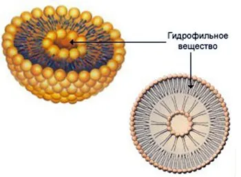 Anti-aging és hidratáló krém liposzómák