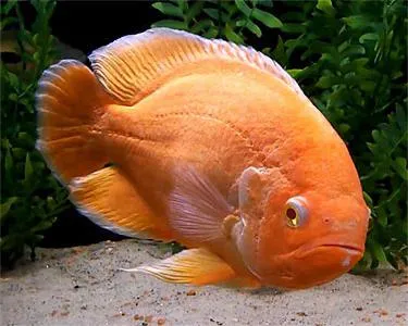 съдържание Astronotus в аквариума