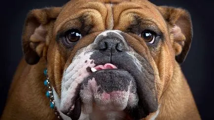 English Bulldog Englez Bulldog fotografie