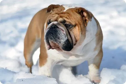 Angol bulldog, bulldog fotók