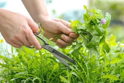 Farmaceutice Garden condițiile Dacha de cazare, îngrijire și tipurile de plante medicinale