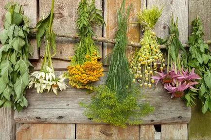 Farmaceutice Garden condițiile Dacha de cazare, îngrijire și tipurile de plante medicinale