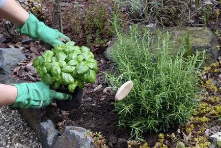 Farmaceutice Garden condițiile Dacha de cazare, îngrijire și tipurile de plante medicinale